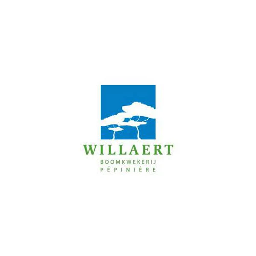 Willaert