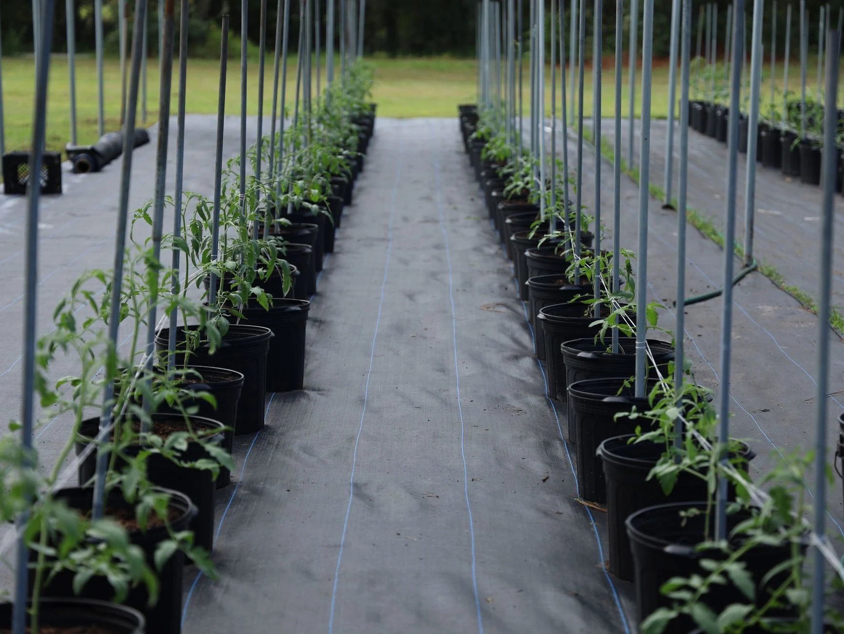 Rijen planten in een serre
