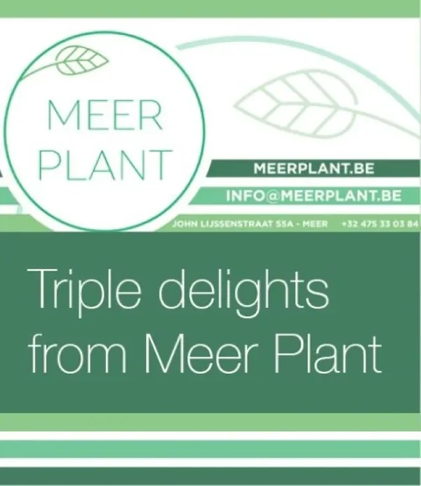 Meer Plant BV